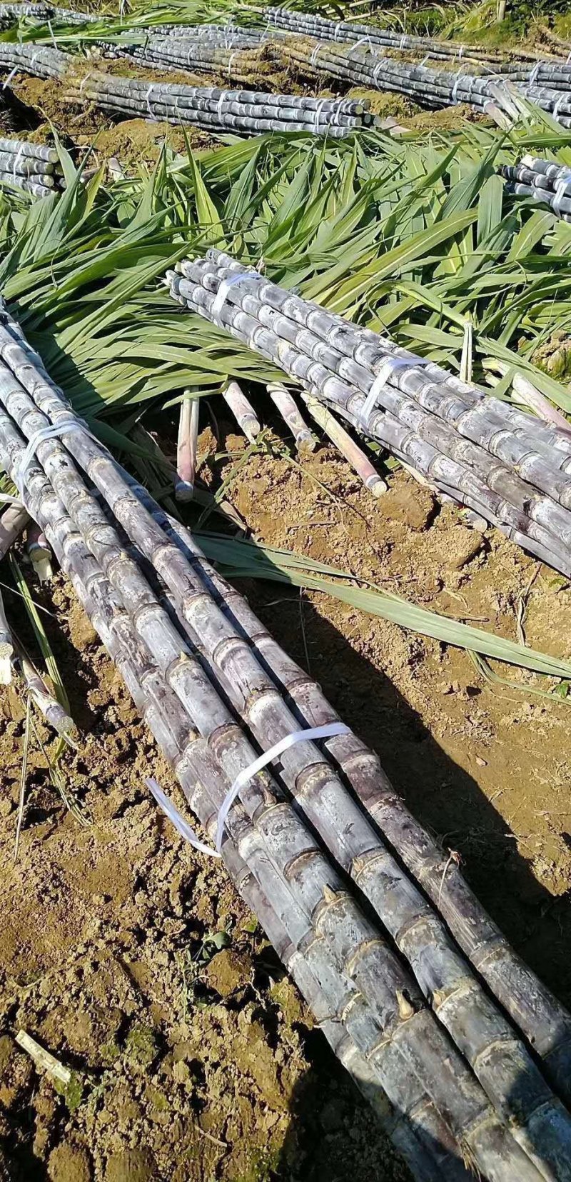 广西黑皮甘蔗对接全国电商，现砍现发脆，甜多汁全国发货