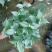 大量供应茶花带花苞发货大小规格齐全不同的规格不同的价格