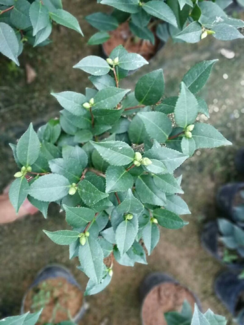 大量供应茶花带花苞发货大小规格齐全不同的规格不同的价格