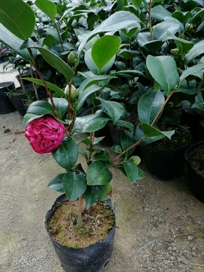 大量供应茶花带花苞发货大小规格齐全不同的规格不同的价格