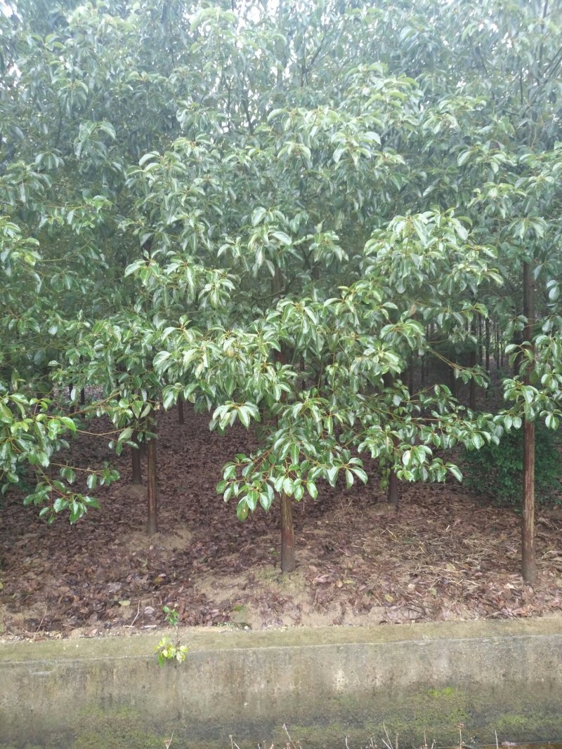8--10香樟