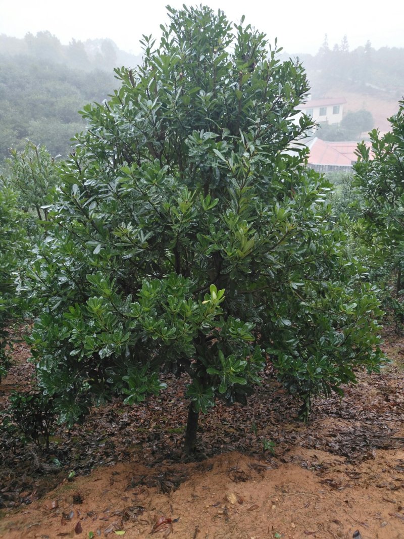杨梅