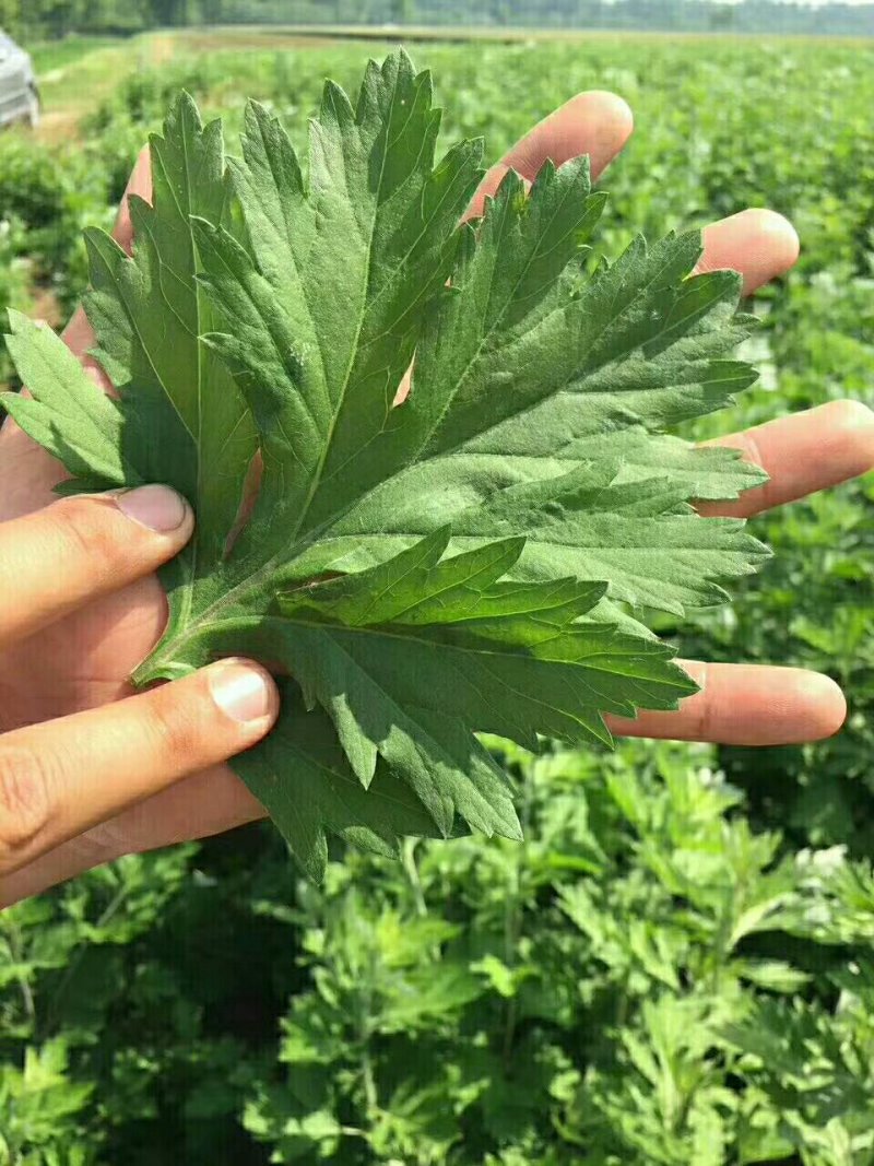 直销当年新采摘【艾草香艾种子】发芽率高，量大优惠