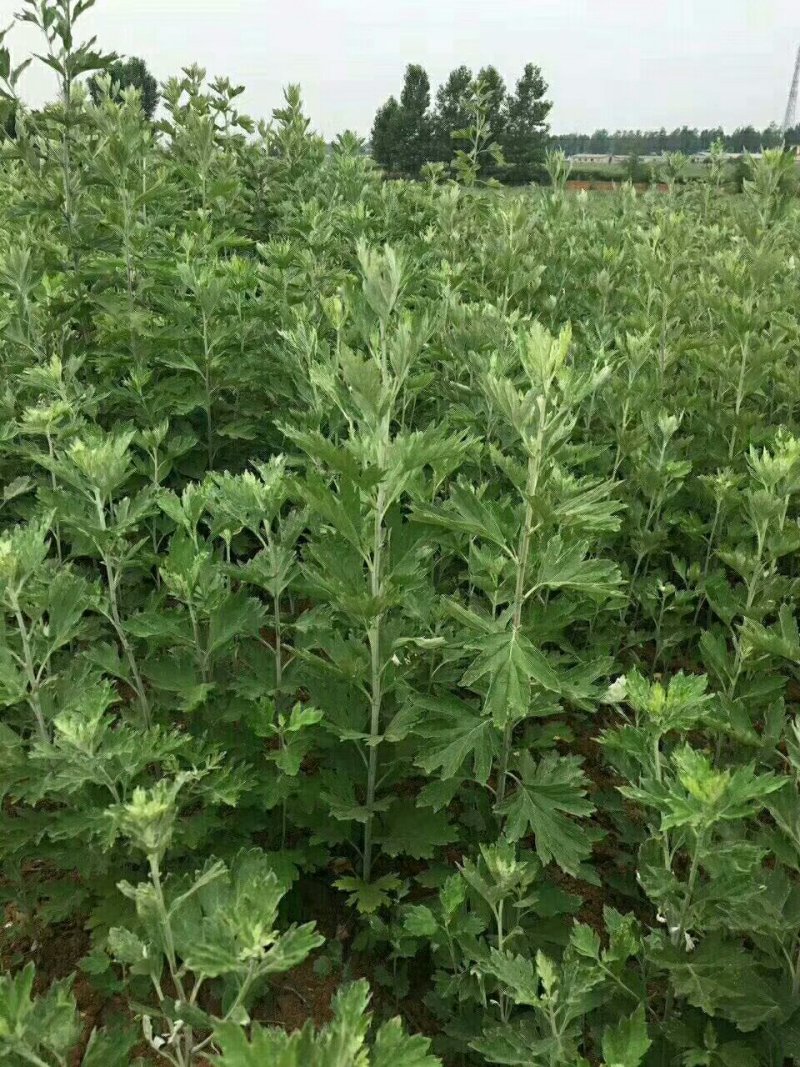 直销当年新采摘【艾草香艾种子】发芽率高，量大优惠