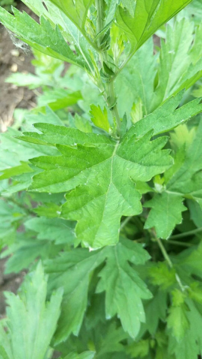 直销当年新采摘【艾草香艾种子】发芽率高，量大优惠