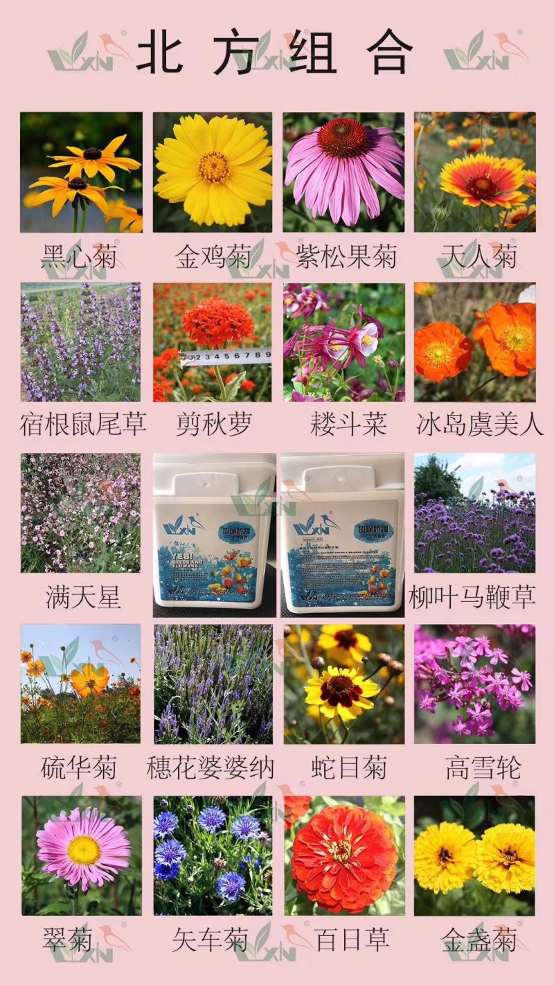 百日草波斯菊等花海组合草籽500克壹袋草花草籽