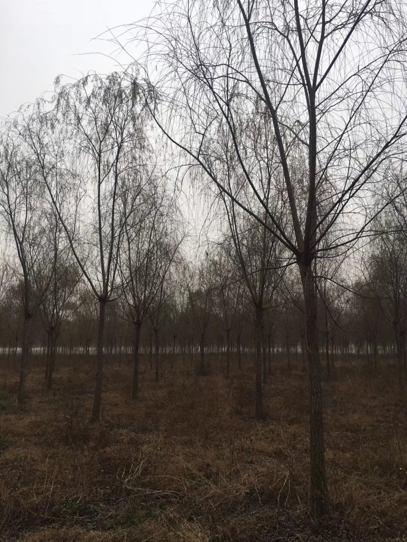 垂柳