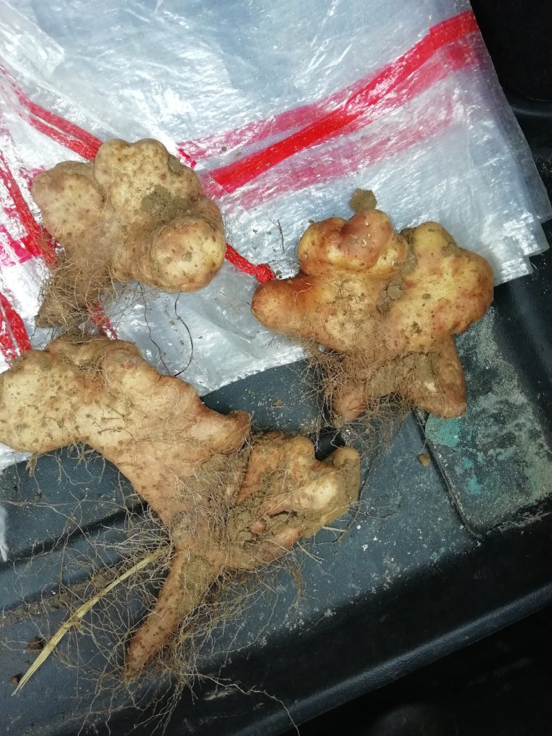 灵芝山药