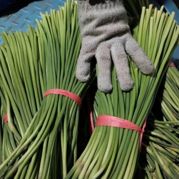 大张红帽蒜薹，条绿，。。。。。。