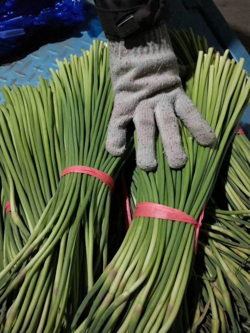 大张红帽蒜薹，条绿，。。。。。。