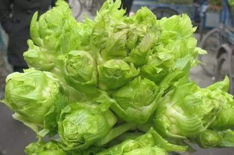 儿菜