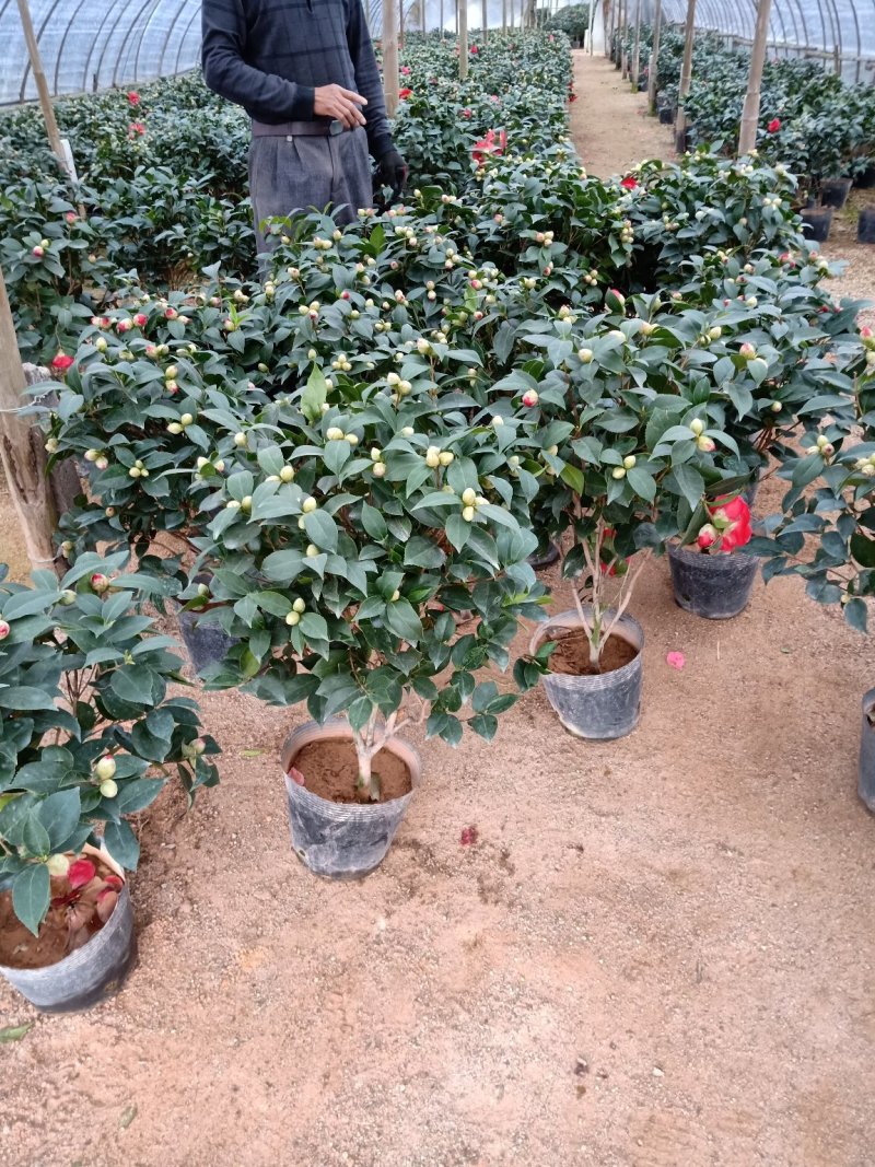 时尚品种茶花之一:精品大红色赤丹茶花，花期持久