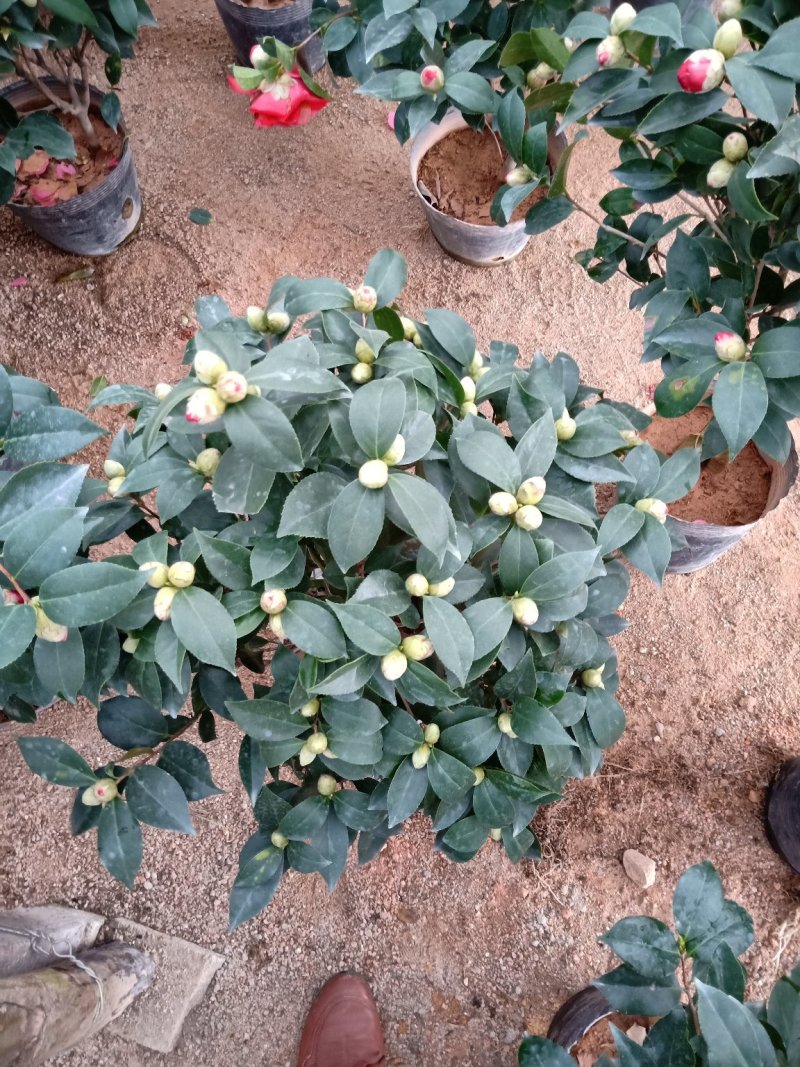 时尚品种茶花之一:精品大红色赤丹茶花，花期持久