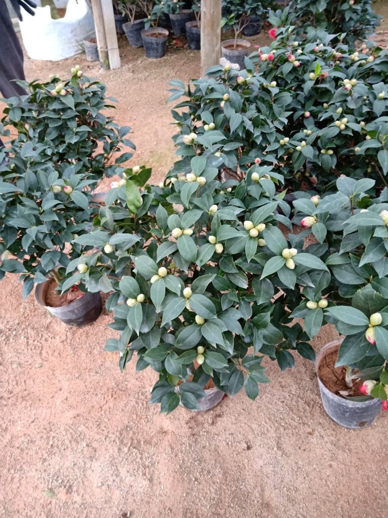 时尚品种茶花之一:精品大红色赤丹茶花，花期持久