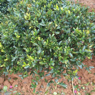 蚊木球