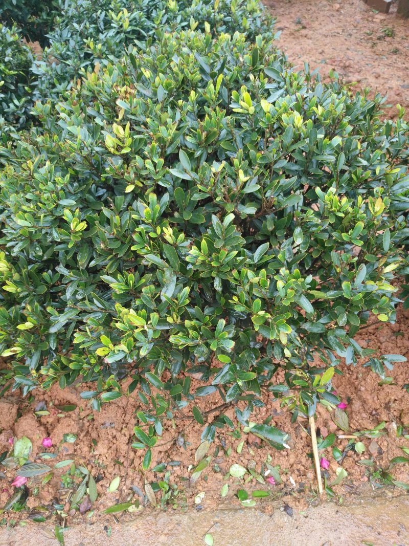 蚊木球