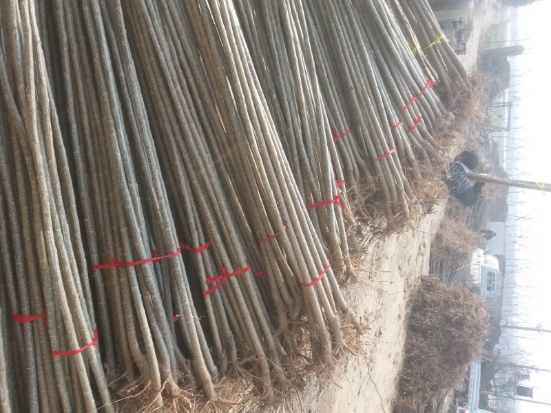 杨树苗河南货源大量出售各种规格杨树苗