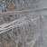 河南无飞絮杨树苗繁育基地优质白杨树苗107速生杨