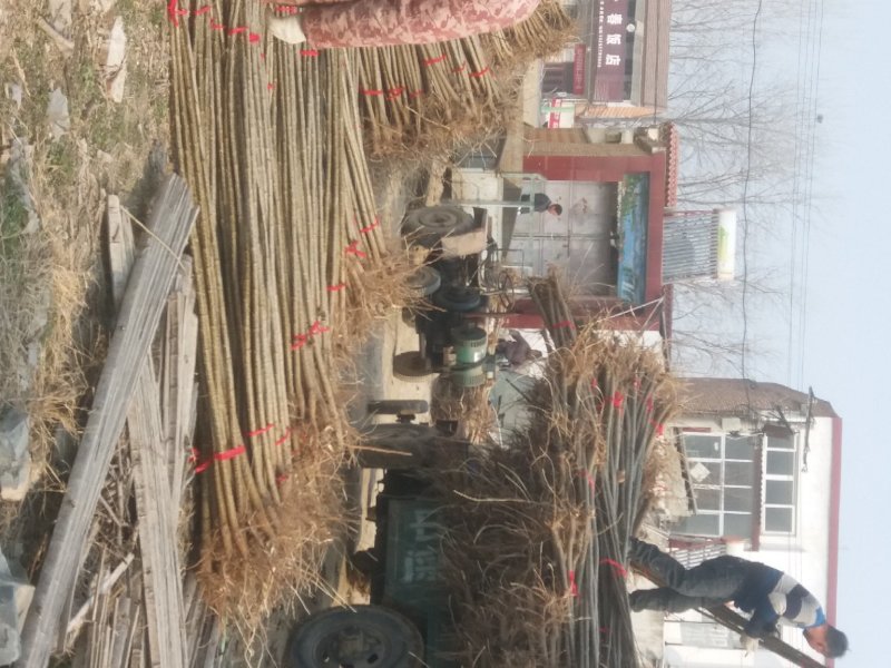 河南无飞絮杨树苗繁育基地优质白杨树苗107速生杨