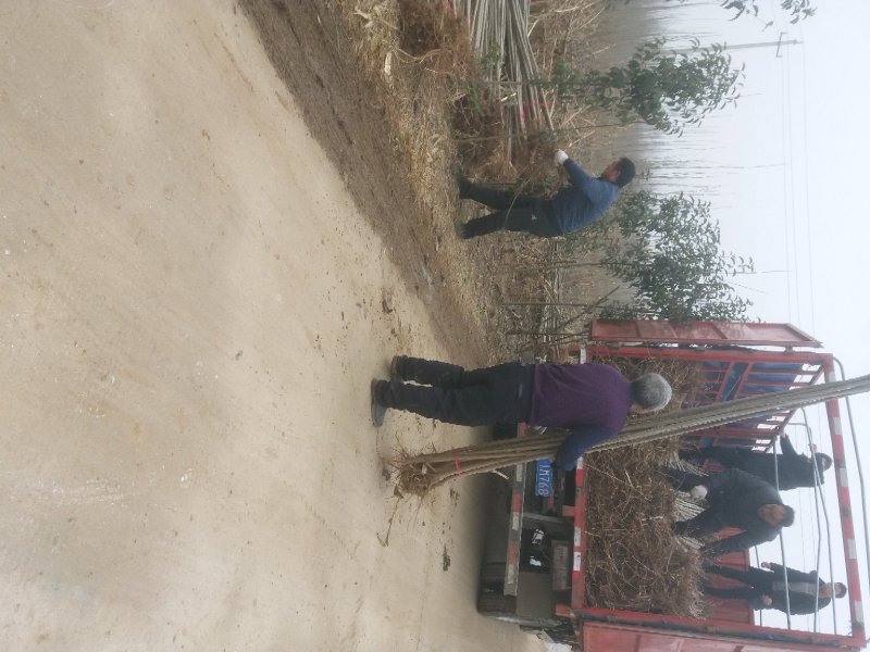 河南无飞絮杨树苗繁育基地优质白杨树苗107速生杨