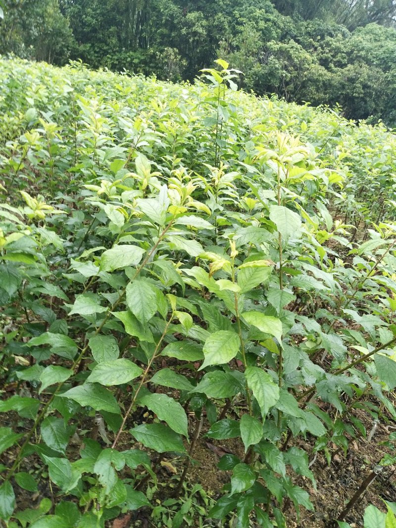 三华李树苗真苗，带叶发货，包邮，三月李，三华李，
