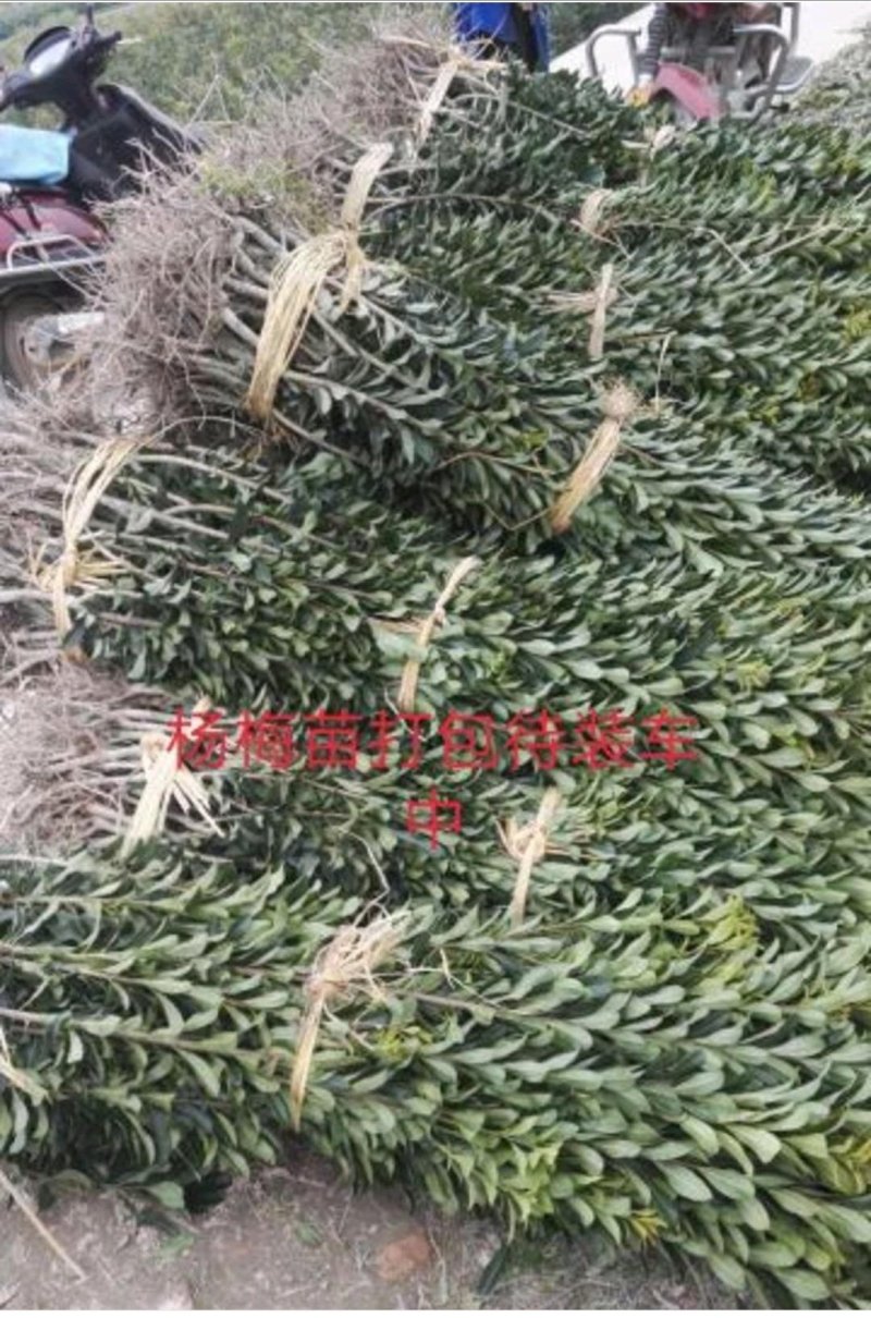 大量供应嫁接杨梅树苗，台梅，乌梅，东魁，