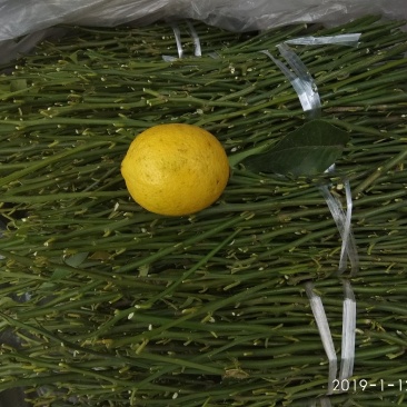 柠檬枝条，诚信经营品质保证