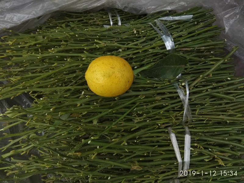 柠檬枝条，诚信经营品质保证