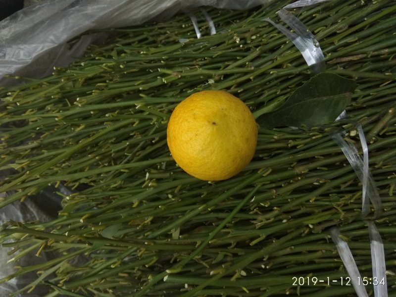 柠檬枝条，诚信经营品质保证