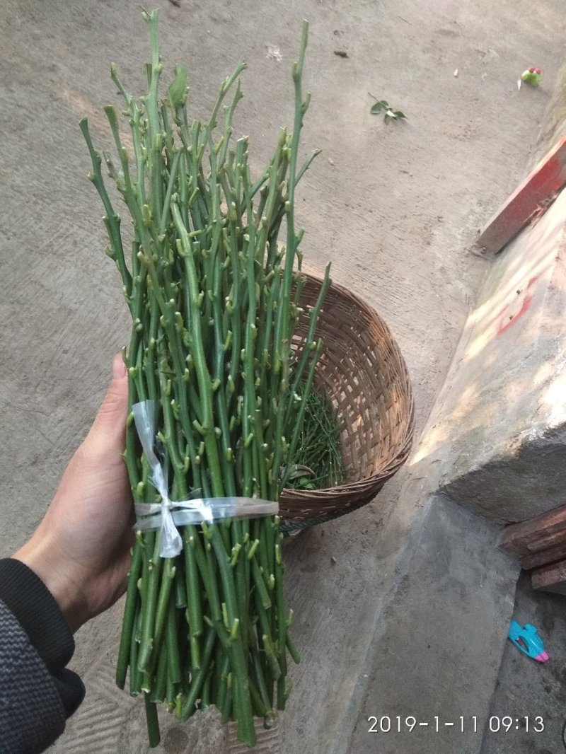柠檬枝条，诚信经营品质保证