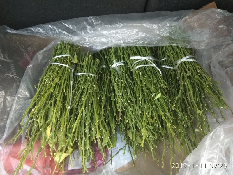 柠檬枝条，诚信经营品质保证