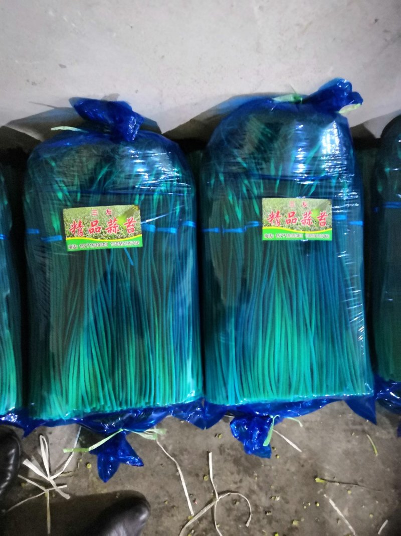 蒜苔，精品货常年批发销售全国均可欢迎采购