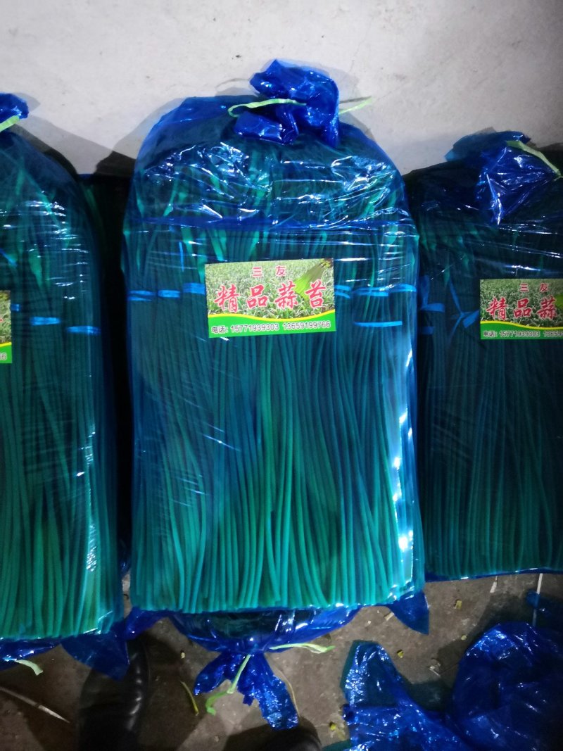 蒜苔，精品货常年批发销售全国均可欢迎采购