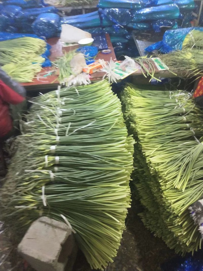 蒜苔，精品货常年批发销售全国均可欢迎采购