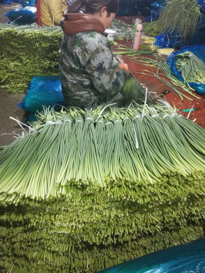 蒜苔，精品货常年批发销售全国均可欢迎采购