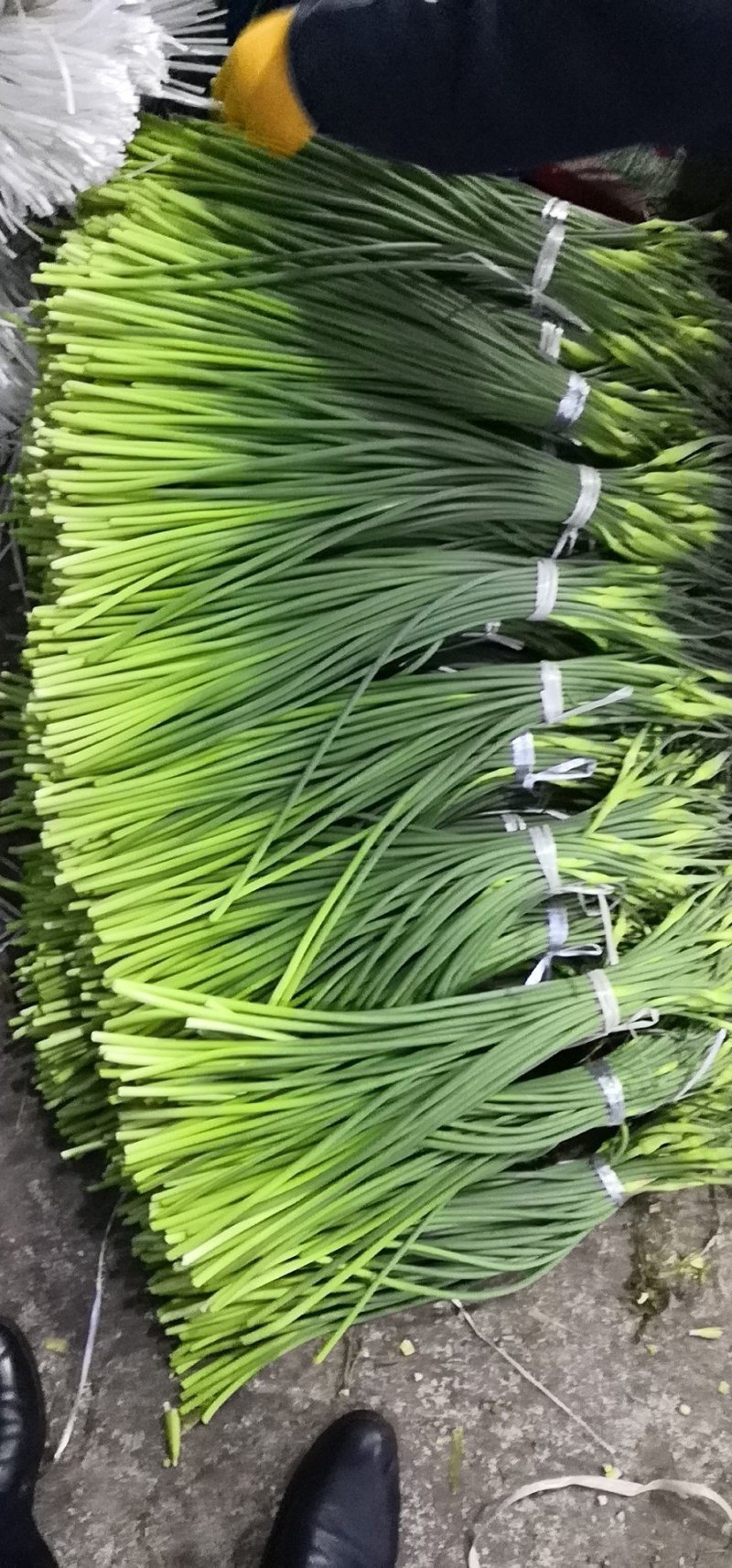蒜苔，精品货常年批发销售全国均可欢迎采购