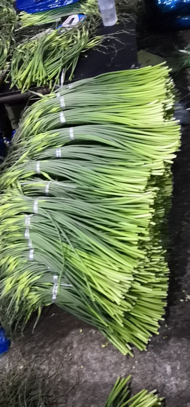 蒜苔，精品货常年批发销售全国均可欢迎采购