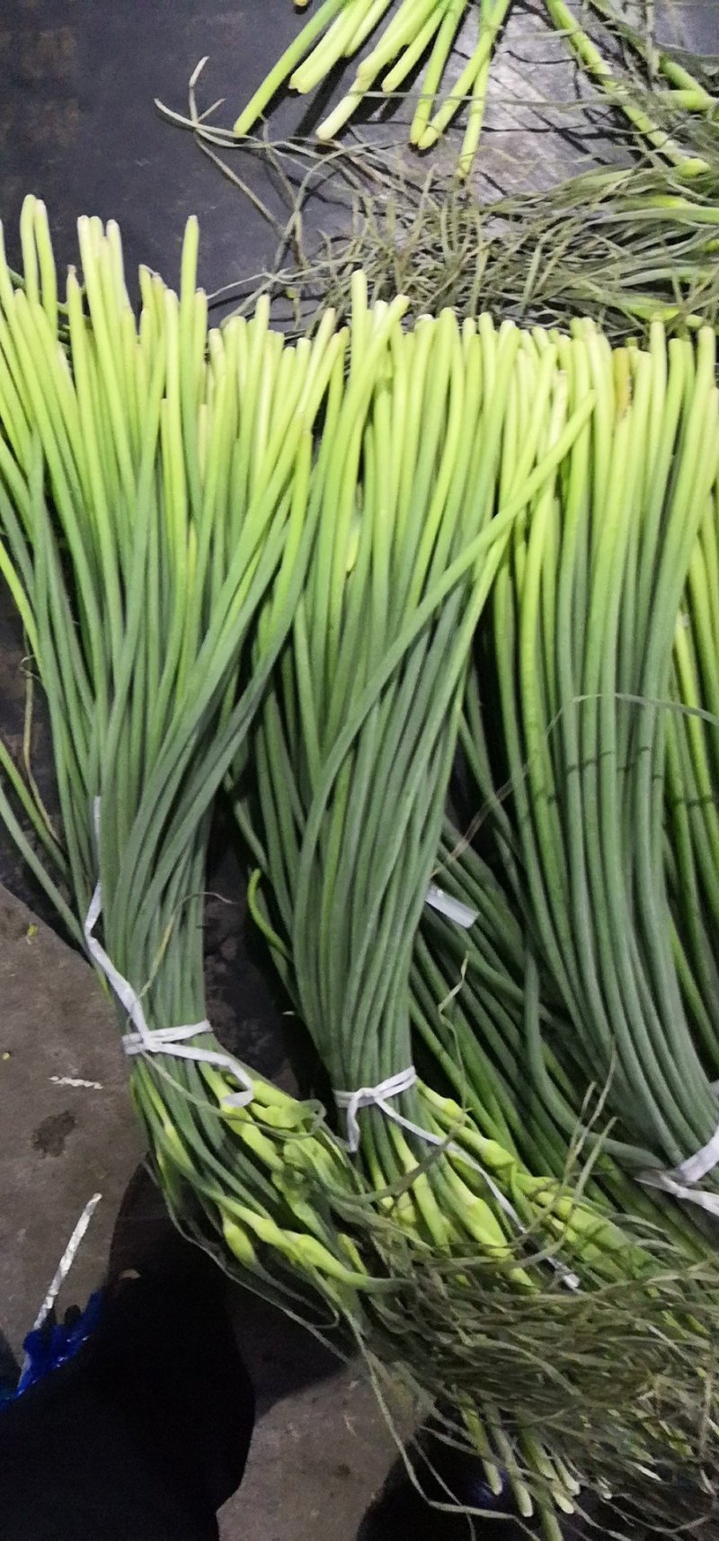 蒜苔，精品货常年批发销售全国均可欢迎采购