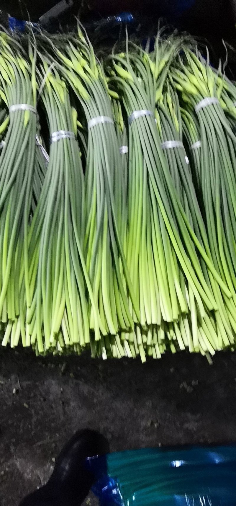 蒜苔，精品货常年批发销售全国均可欢迎采购