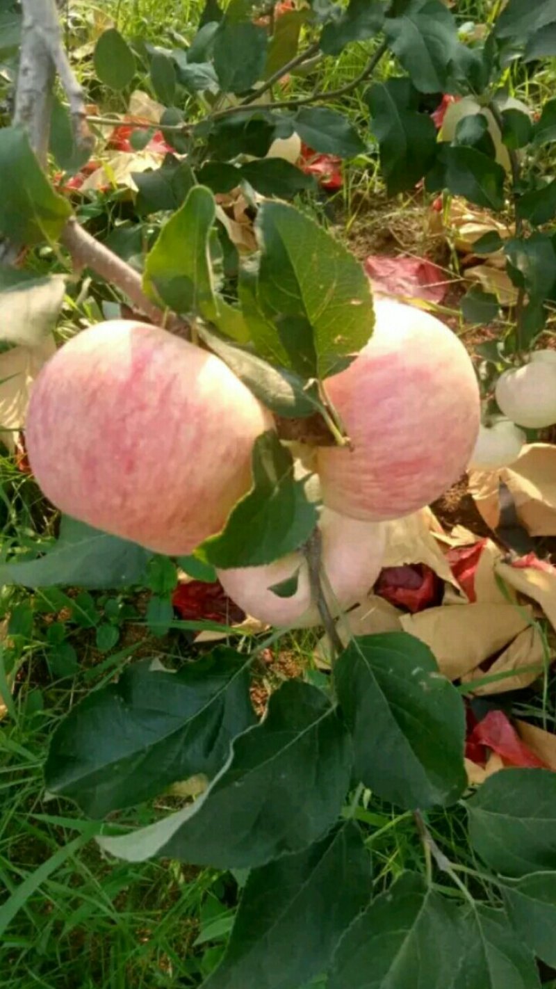 美国8号苹果苗，红富士苹果苗，苹果苗育苗基地，苹果苗