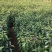 香樟苗小苗，地径0.5以上