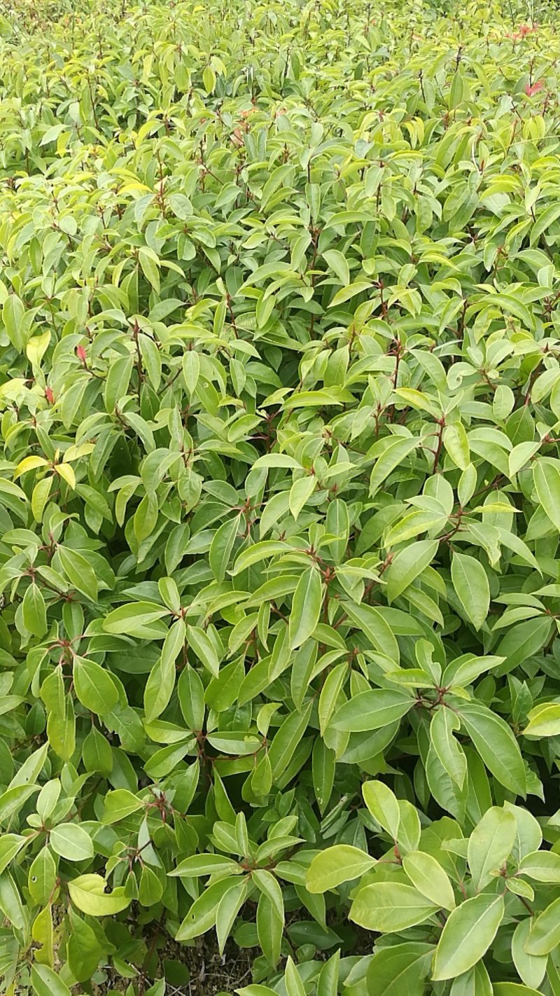 香樟苗小苗，地径0.5以上