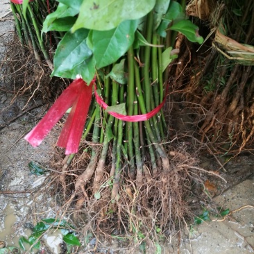 香樟苗小苗，地径0.5以上