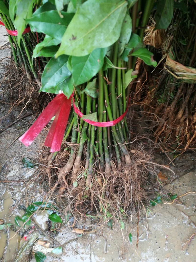 香樟苗小苗，地径0.5以上