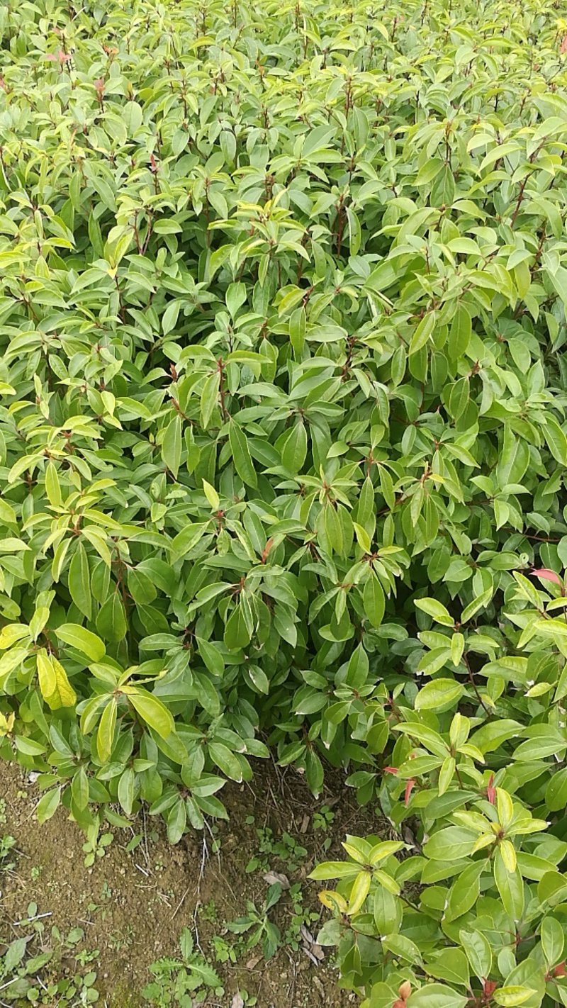 香樟苗小苗，地径0.5以上