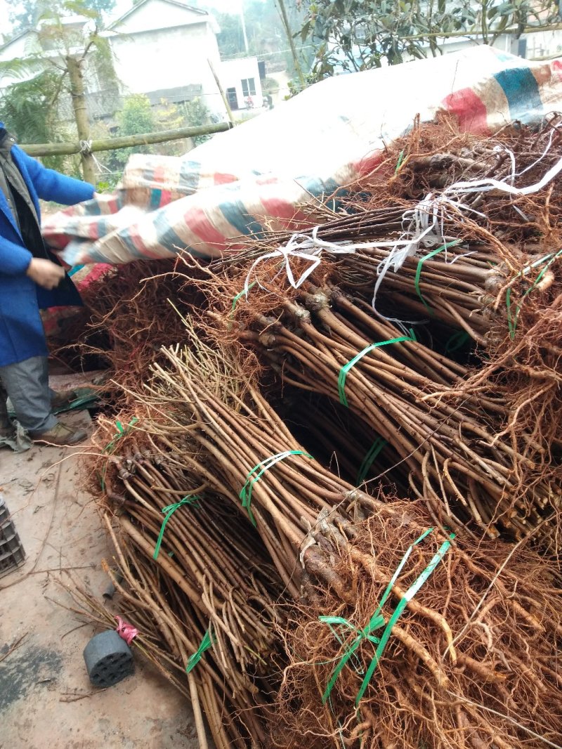 李子苗，蜂糖李，5月脆，脆红李，基地直供，包邮包技术