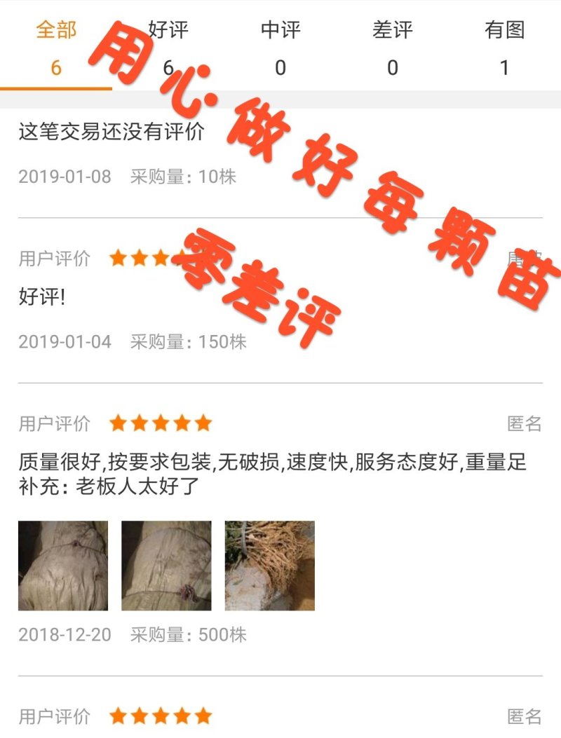 李子苗恐龙蛋李子现挖现卖包成活2苗嫁接苗直销