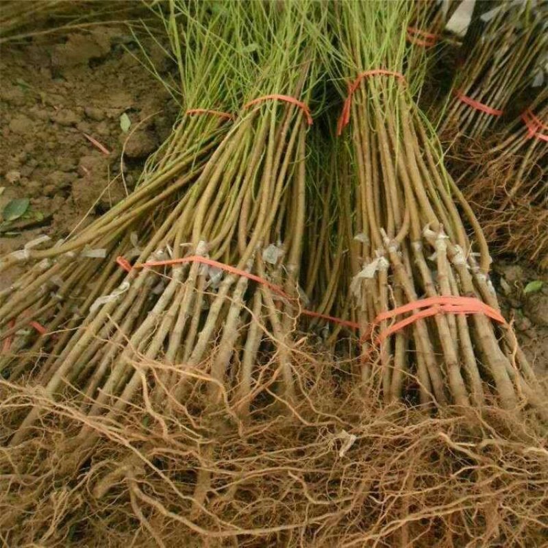 黑桃王抗寒抗现挖现卖包成活2年嫁接苗直销价