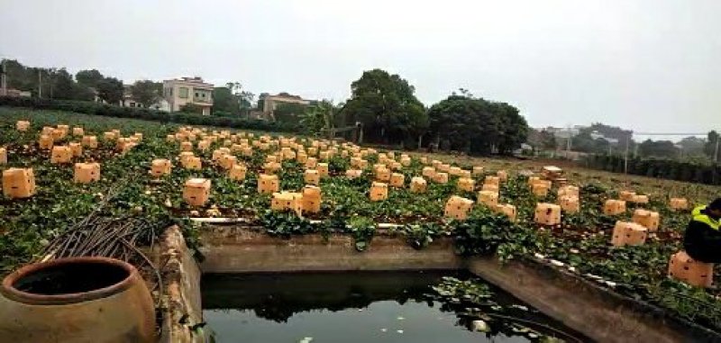 凉薯大量上市，全国发货，品质好口感脆甜