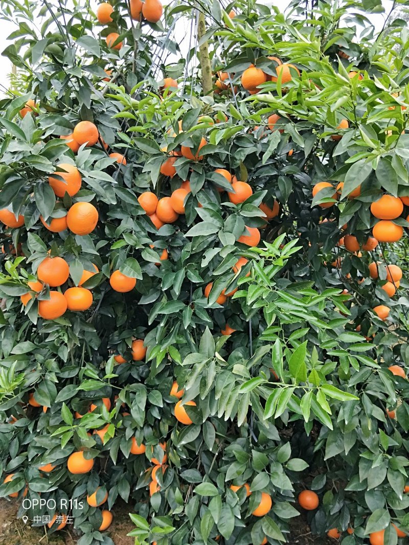 沃柑靓货大量供应65～85